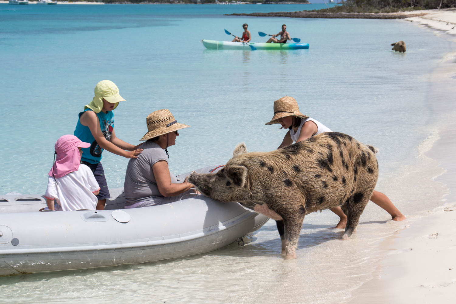 Swimming with pigs in nassau